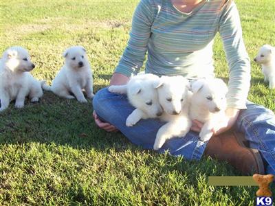 German Shepherd Puppies for Sale